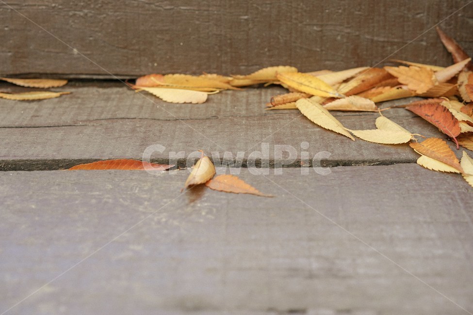 가을,단풍,낙엽,메이플,fall,가을,계절,fall,autumn,season
