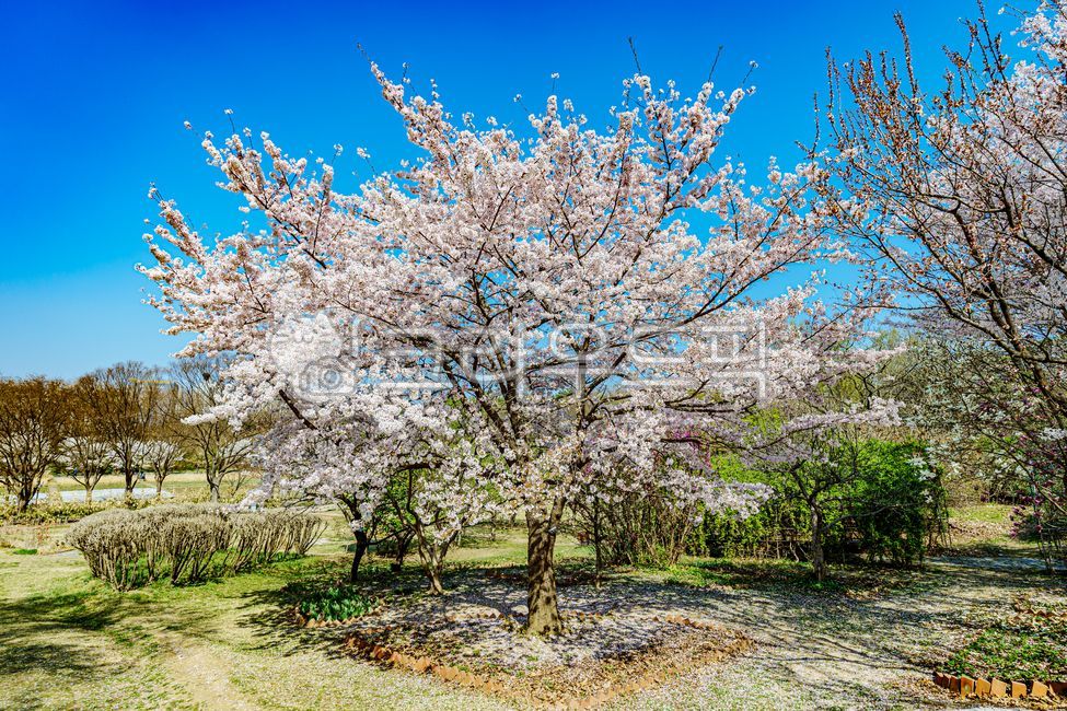 벚꽃, cherryblossoms, 플라워, flower, 4월, 사진,이미지,일러스트,캘리그라피 - 드래곤볼작가