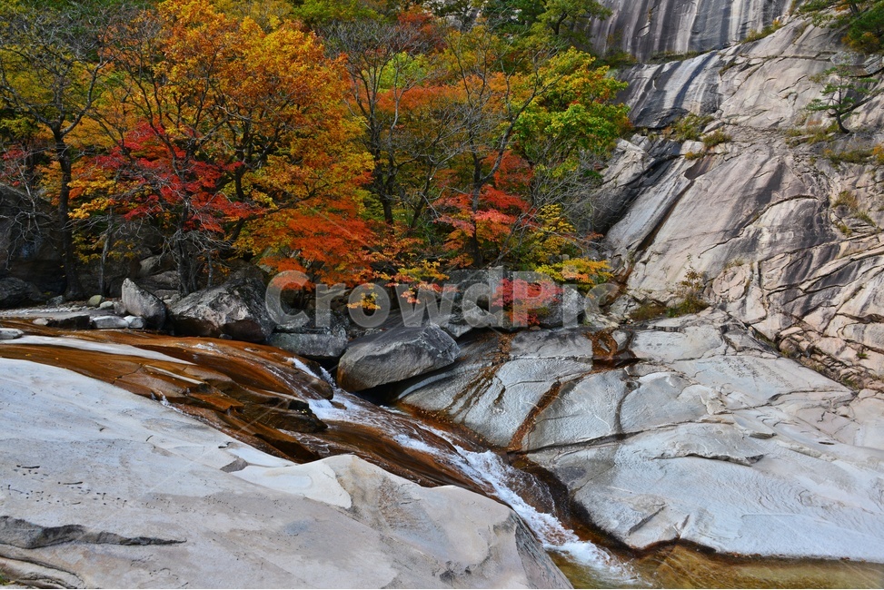 tree,나무,plant,식물,leaf,잎,nature,자연,outdoors,옥외,mountain,산,설악산,비선대,권금성,계곡,설악산가을,추색,만추,국립공원,가을,계절,fall,autumn,season,자연,풍경,nature,landscape