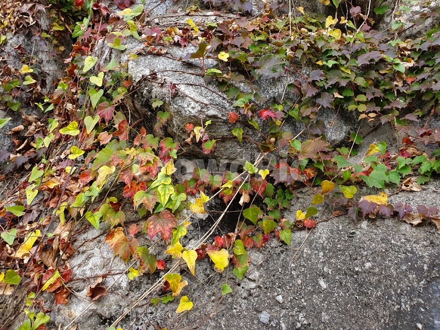 leaf,잎,바닥,나무,tree,단풍,덩굴쟁이