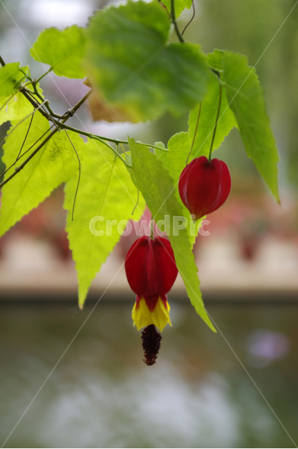 꽃,flower,plant,color,브라질아브틸론,식물,자연,plants,nature,꽃,flower