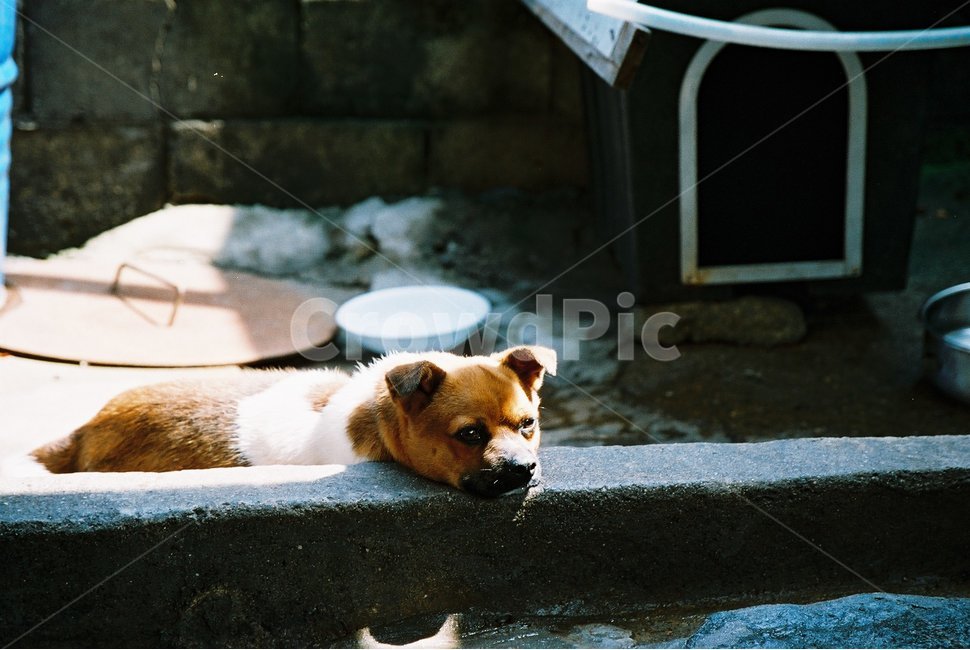 강아지,개,시골,시골개,귀여운개,동물,animal,포유류,mammal,개,강아지,dog,doggy