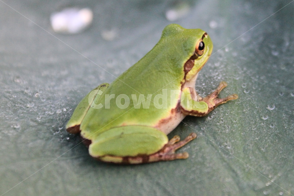 청개구리,개구리,treefrog,greenfrog,forg,동물,animal,파충류,양서류,reptile,amphibian
