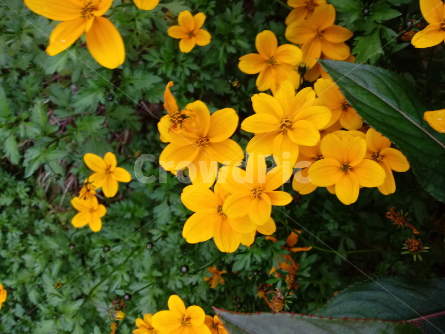 꽃,식물,꽃잎,plant,flower,blossom,황매화,장미과,노란색꽃,식물,자연,plants,nature,꽃,flower
