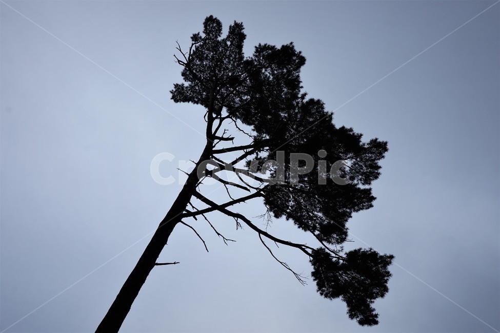 소나무,흐린날씨,키큰소나무,자연,풍경,앙상한소나무,식물,자연,plants,nature,나무,trees,wood