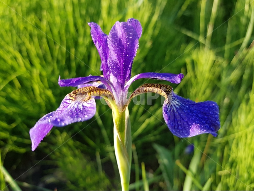 붓꽃,역광,햇빛,보라색,초록색,식물,자연,plants,nature,꽃,flower