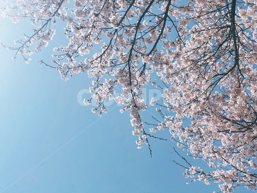 cherryblossom,봄,spring,꽃,벚꽃,봄,계절,spring,season,자연,풍경,nature,landscape,plant,식물,blossom,flower
