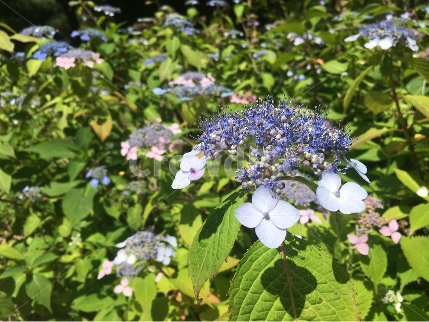 수국,꽃,풀,파란꽃,꽃배경,배경사진,꽃클로즈업,예쁜배경,이쁜배경,감성,감성사진,감성배경,식물,자연,plants,nature,꽃,flower