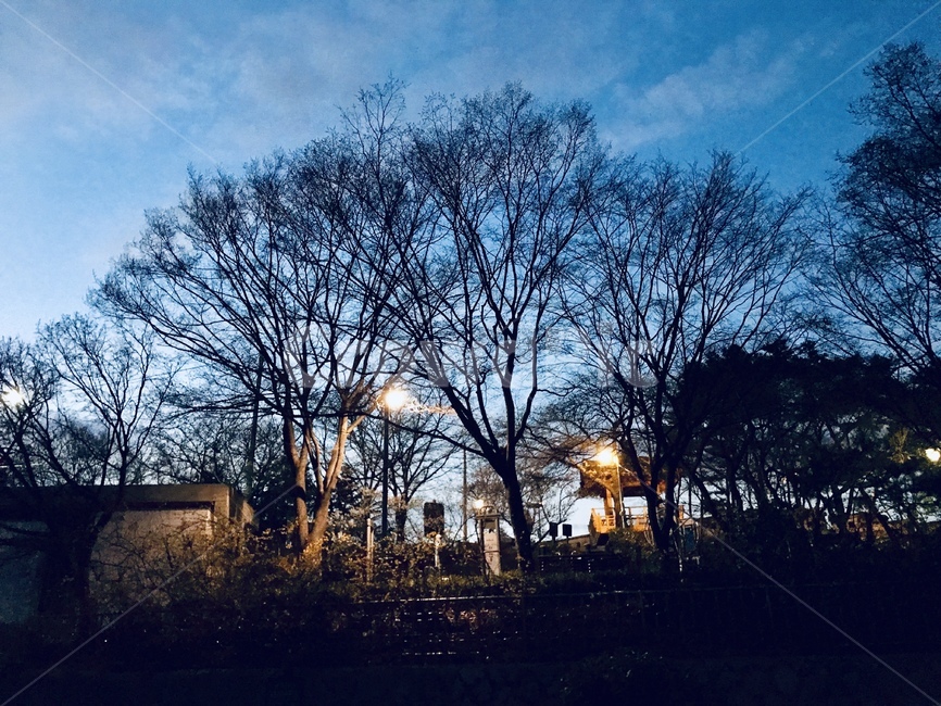 하늘,나무,저녁,밤,풍경,자연,구름,가로등,야경,밤,풍경,nightscape,night,landscape,light,빛,flare,플레어