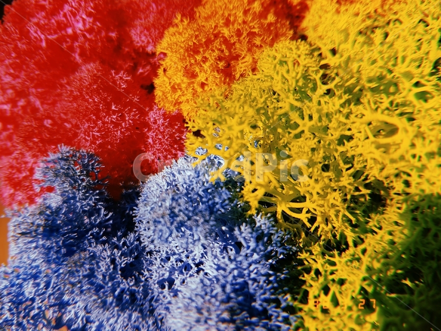 색깔,빨강,주황,초록,파랑,식물,스칸디나모스,색깔,색상,색채,색감,color sense,color sensitivity,feeling of color
