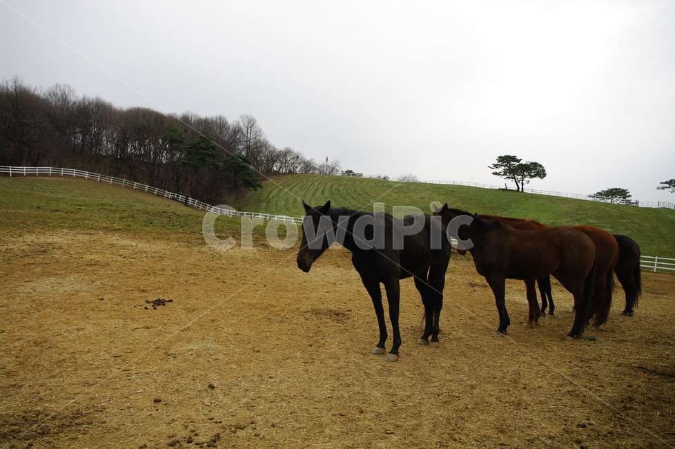 말,목장,울타리,동물,종마,말목장,동물,animal,포유류,mammal,산업,industry,industrial,목축업,목장,livestock farming,ranching,pasture