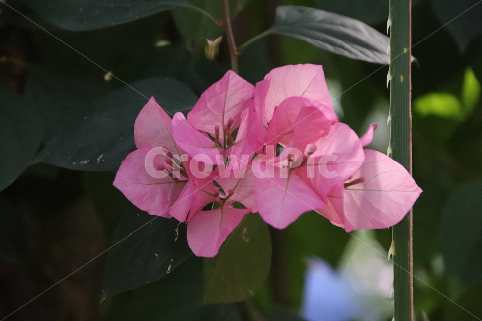 자연,꽃나무,꽃,수목원,풍경,식물,자연,plants,nature,꽃,flower