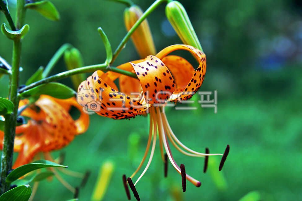 Liliaceae,Gyeongnaehwahwa,Lily of the valley,perennial plant,liliumtigrinum,perennial herb