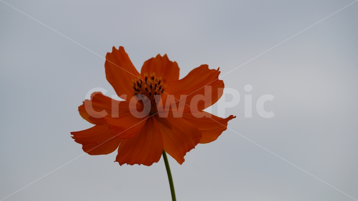 꽃,꽃사진,코스모스,가을,식물,가을,계절,fall,autumn,season,식물,자연,plants,nature,꽃,flower,plant
