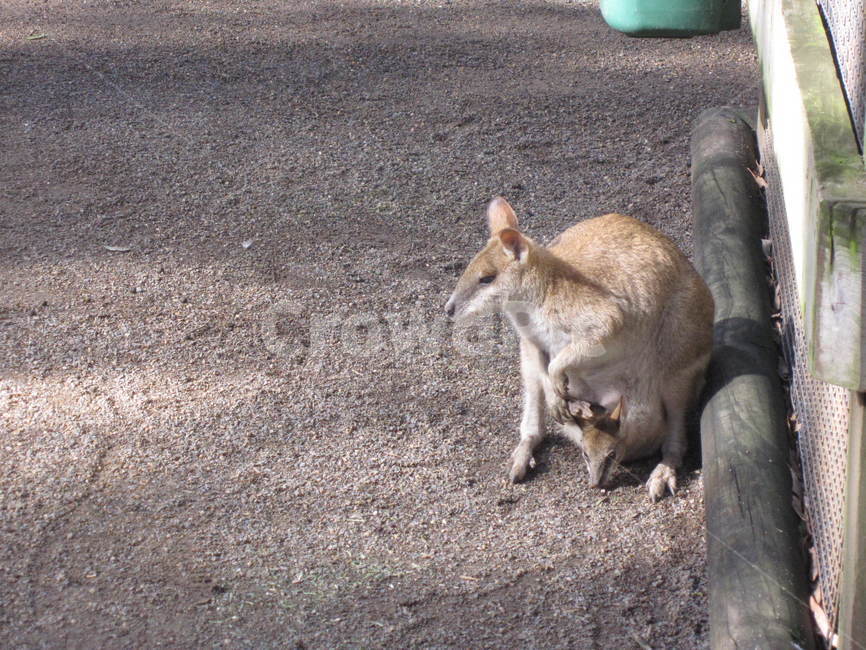 kangaroo,캥거루,동물,호주,animal,동물,animal,포유류,mammal