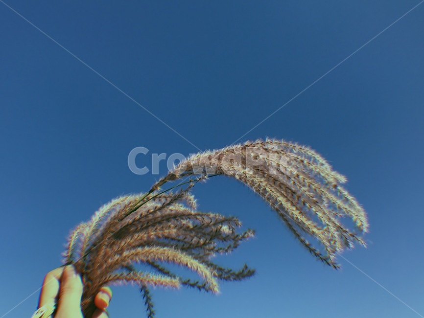 갈대,가을,하늘,식물,plant
