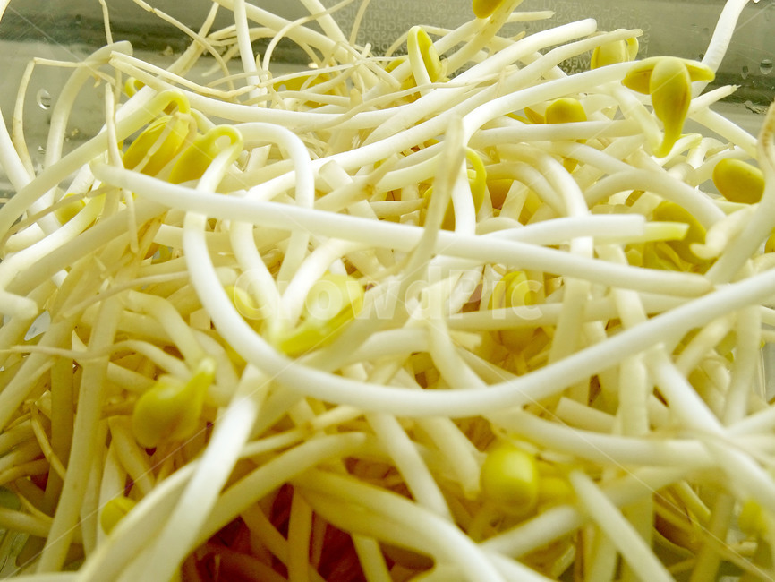 콩나물,나물,봄,요리,음식,음식,식재료,요리,food,cook,meal,dishes,food reserves,채소,야채,vegetables