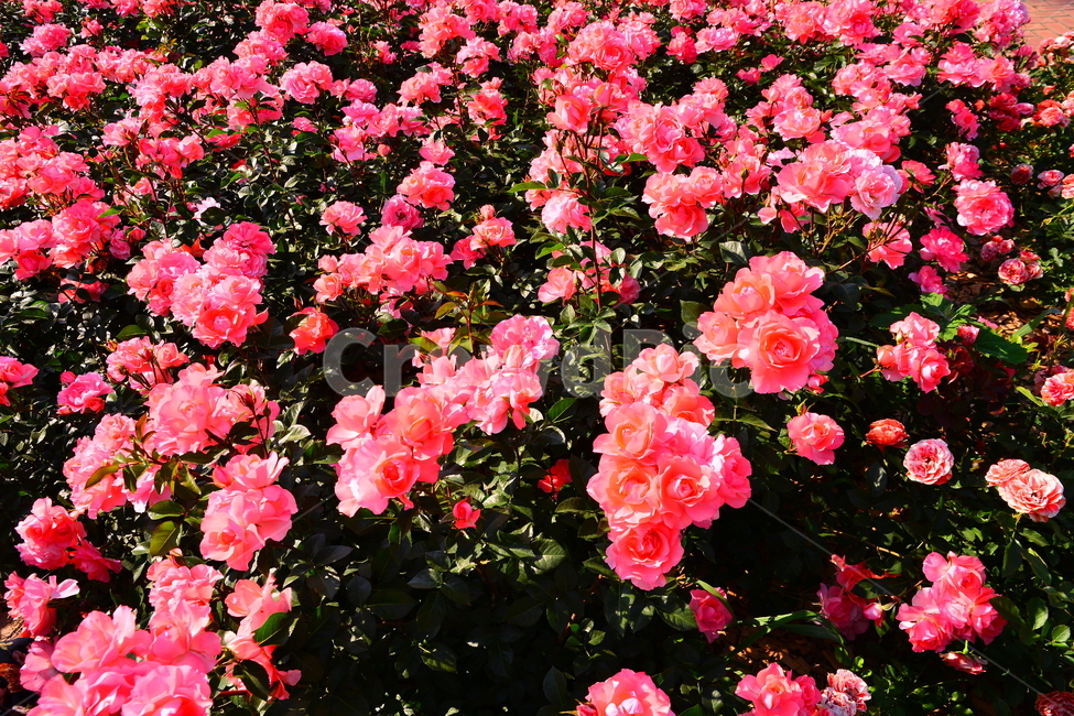 장미,장미꽃,로즈,꽃,아름다움,예쁜,플라워,데코레이션,꽃송이,꽃잎,feeling,rose,flowers,5월,계절의여왕,가시,가든,정원,앞뜰,장미원,장미축제,BEAUTIFUL,plant,garden,핑크색장미,분홍장미,pink,꽃밭,수많은,식물,자연,plants,nature,꽃,flower,색깔,색상,색채,색감,color sense,color sensitivity,feeling of color