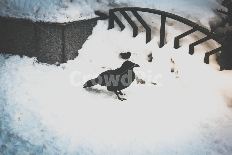 까마귀,crow,raven,눈,겨울,snow,winter