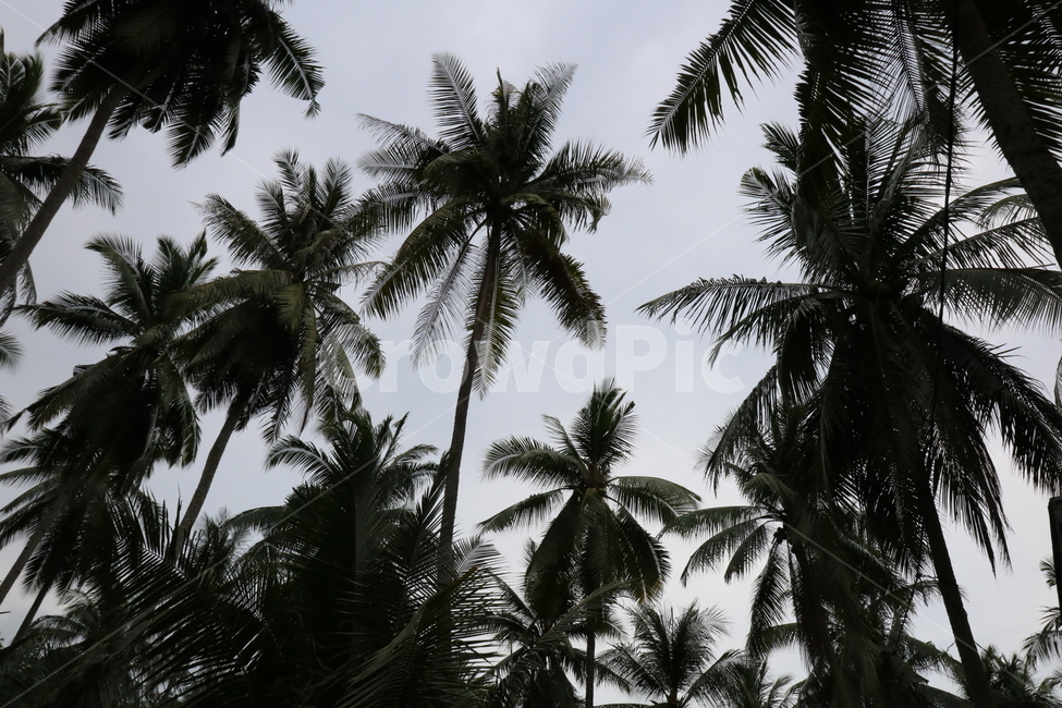 나무,야자나무,하늘,싱가포르,tree,palmtree,sky,singapore,자연,풍경,nature,landscape,palm tree,야자수,plant,식물