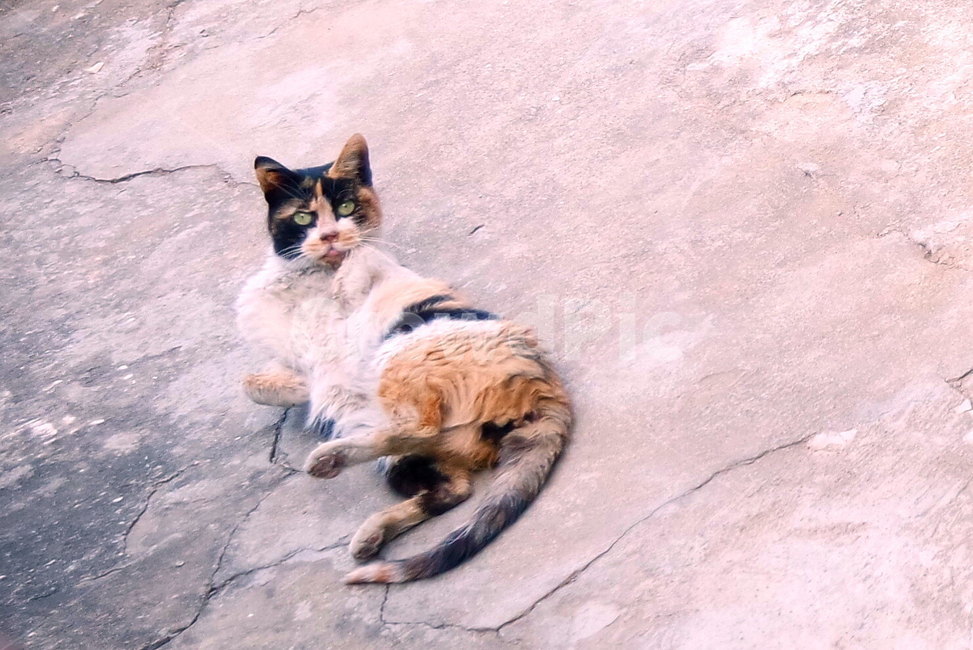 고양이,길고양이,cat,동물,animal,동물,animal,포유류,mammal,고양이,cat,kitten,kitty