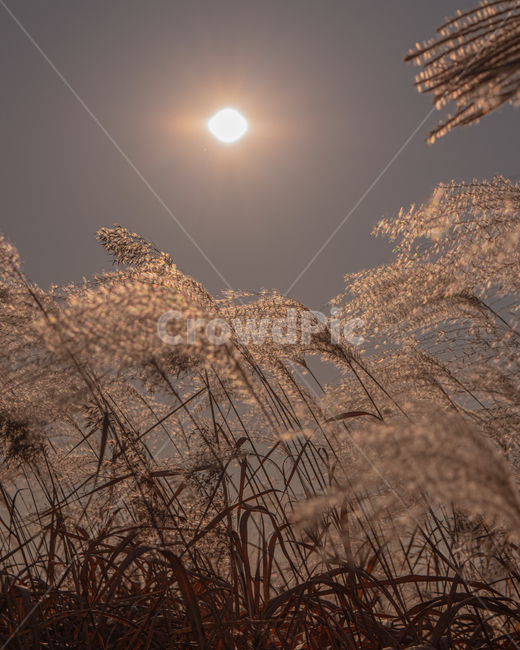 가을,갈대,억새,태양,억새밭,갈대밭,가을,계절,fall,autumn,season