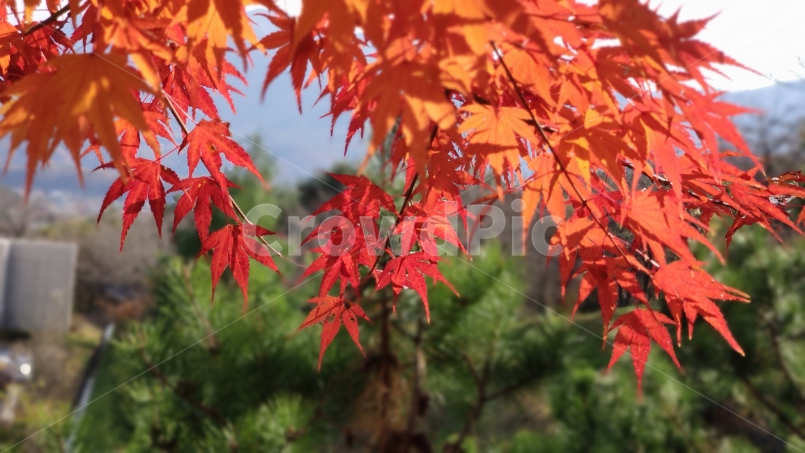 leaf,잎,plant,tree,나무,maple,단풍,단풍잎,가을,가을단풍,가을,계절,fall,autumn,season
