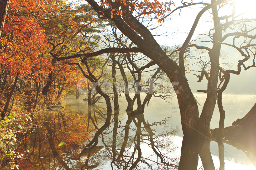 주산지,단풍,가을,물안개,반영,가을,계절,fall,autumn,season,tree,나무,plant,식물,tree trunk,나무 줄기