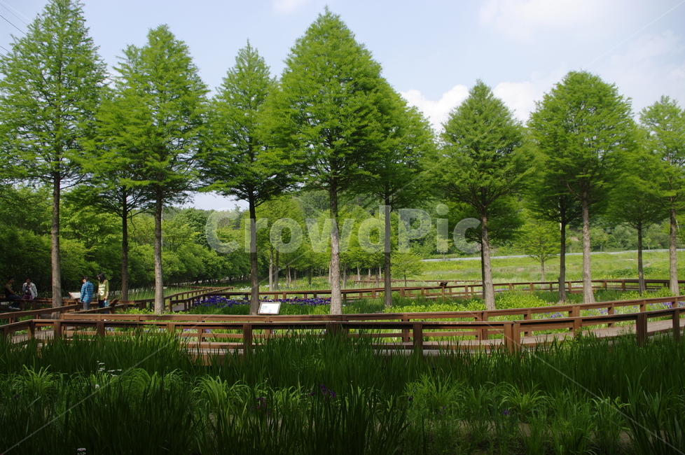 초록,신록,나무,식물,plant,자연,풍경,nature,landscape,tree,grass,잔디,fir,전나무