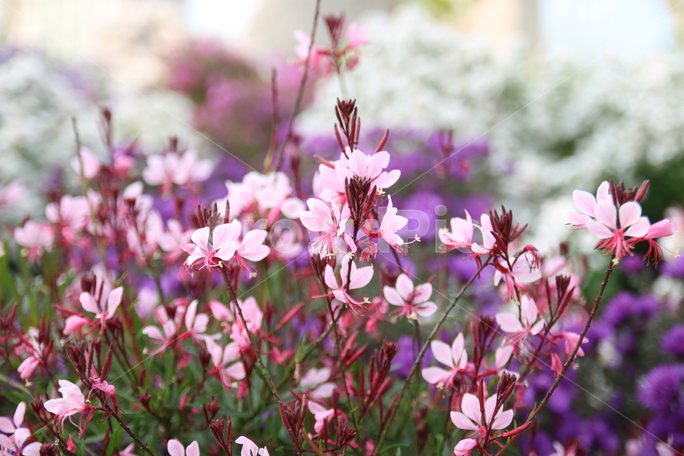 flower,꽃,식물,공원,꽃잎,blossom,분홍,분홍색,봄
