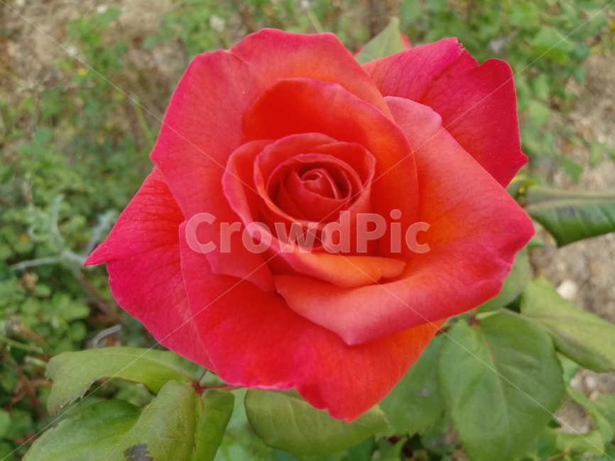 장미,장미꽃,플라워,식물,flower,로즈,꽃