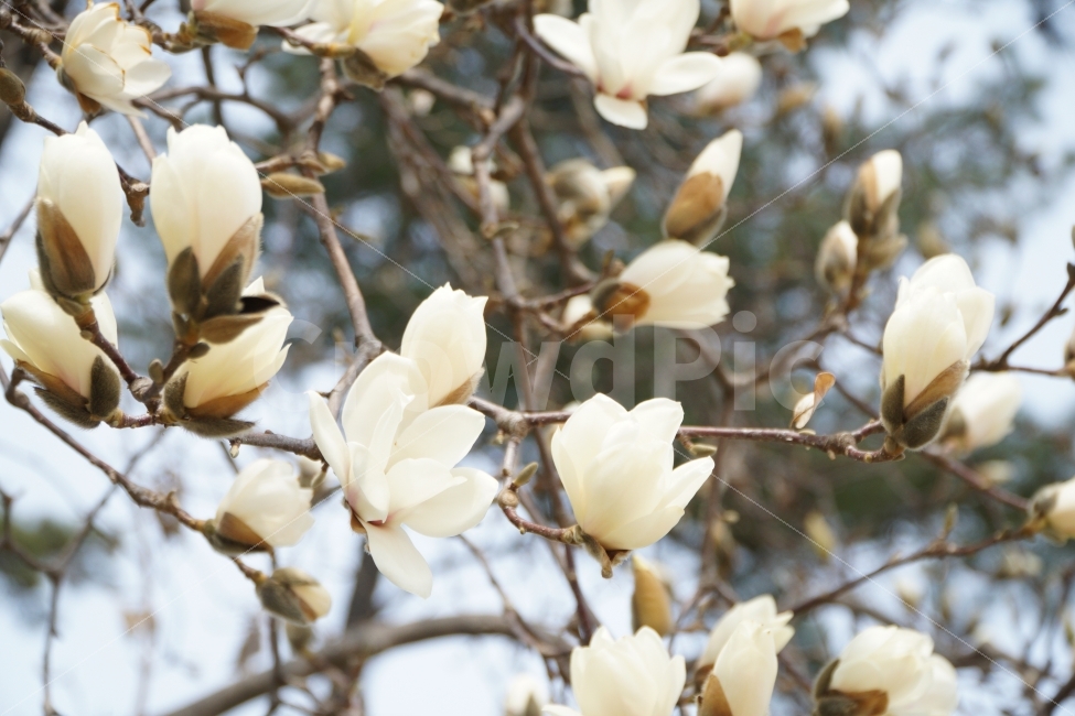 목련,꽃,나무,식물,자연,봄,계절,spring,season,식물,자연,plants,nature,꽃,flower,plant