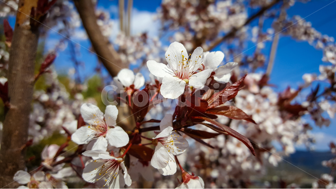살구,살구꽃,농원,과실수,봄,자연,봄,계절,spring,season,식물,자연,plants,nature,꽃,flower,plant,cherry blossom,벚꽃,blossom