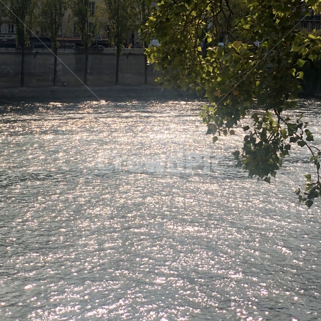 센강,강,물,빛,나무,자연,nature,river,water,light,tree