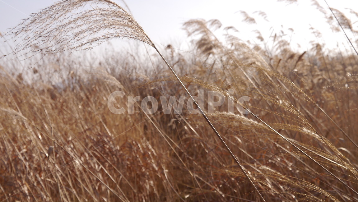 풍경,자연,갈대,빛,가을,가을,계절,fall,autumn,season,식물,자연,plants,nature,grass,잔디,plant,lawn,reed