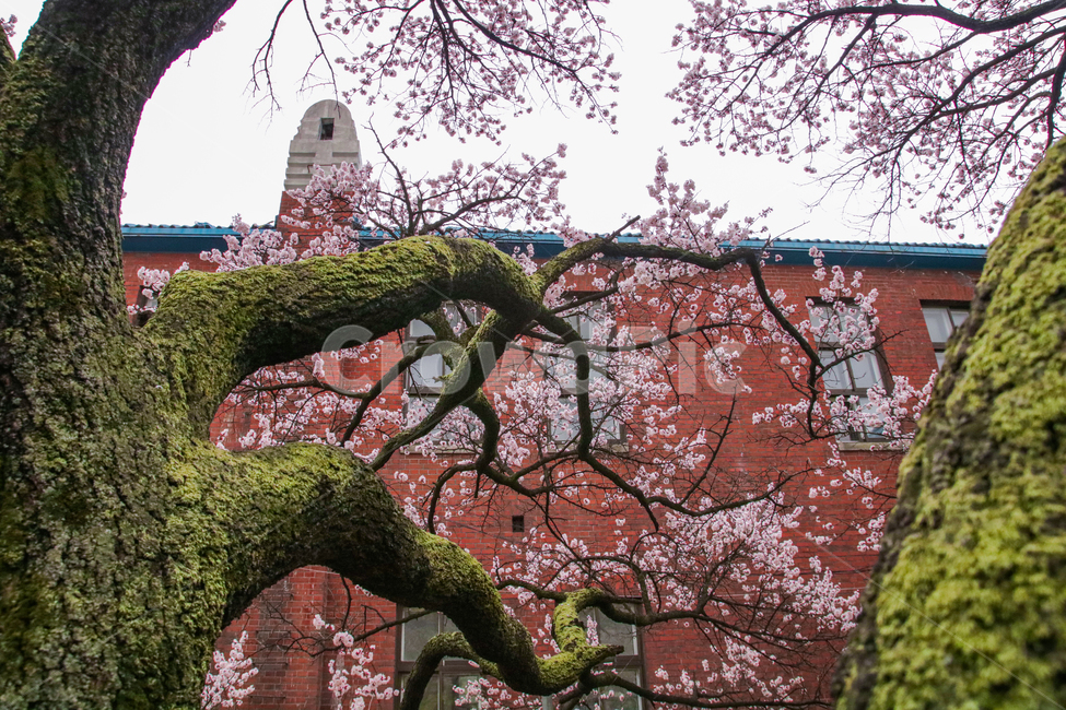 벚꽃,이끼,꽃,자연,풍경,봄,계절,spring,season,식물,자연,plants,nature,나무,trees,wood,plant,tree,tree trunk,나무 줄기
