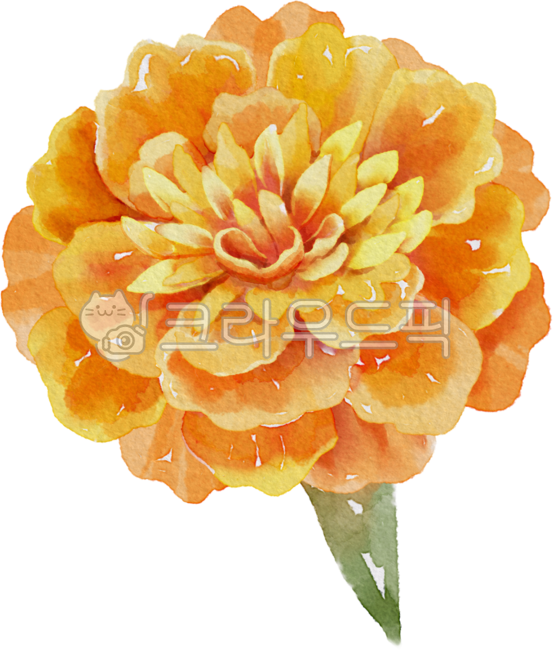 꽃,꽃그림,식물,메리골드,marigold,탄생화,10월,꽃일러스트,식목일,그림,타투도안,수채화,문신,타투디자인,타투,생일,플로랄디자인,꽃디자인,식물그림,flower,plant,다꾸,다이어리꾸미기,watercolor,자연