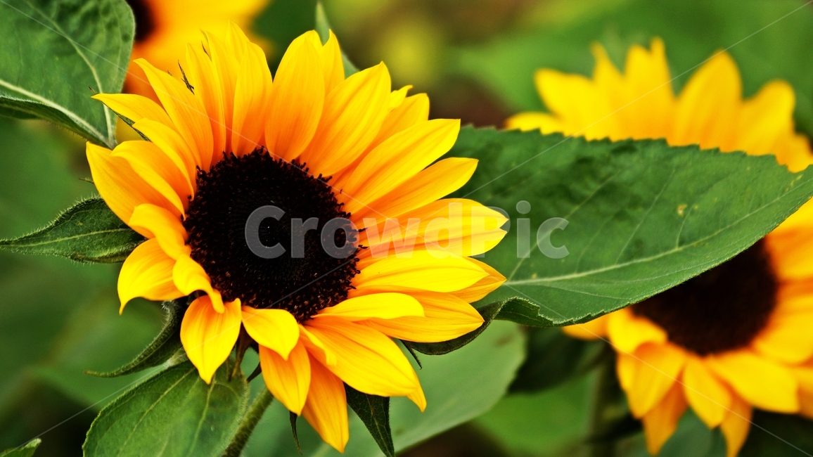 해바라기,꽃축제,식물,꽃길,자연,식물,자연,plants,nature,꽃,flower