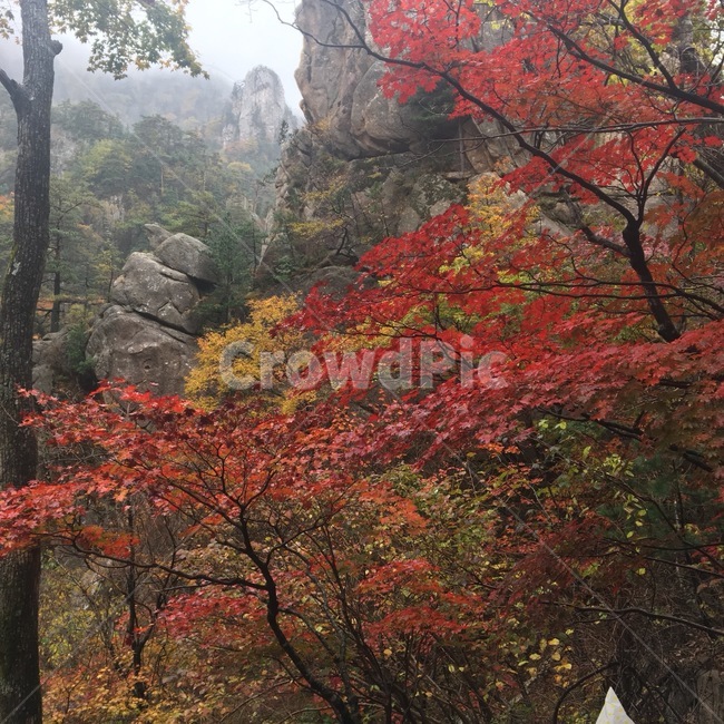 plant,tree,나무,maple,leaf,잎,단풍,단풍나무,단풍잎,가을,가을,계절,fall,autumn,season,식물