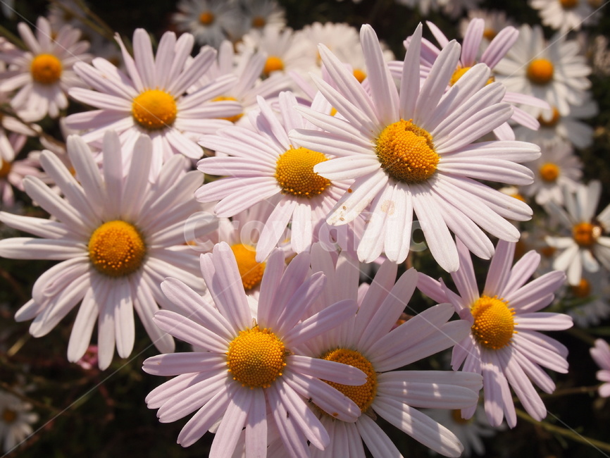 데이지,꽃,식물,꽃축제,데이지꽃,식물,자연,plants,nature,꽃,flower