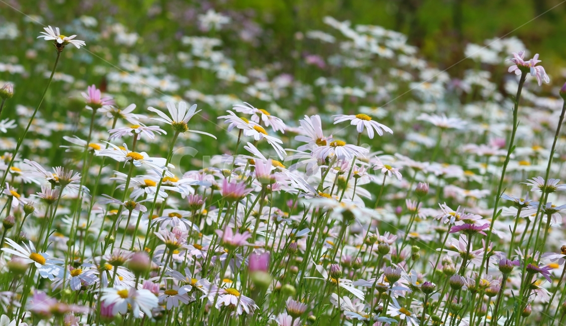 blossom,식물,flower,꽃,데이지,daisy,식물,자연,plants,nature,꽃,flower