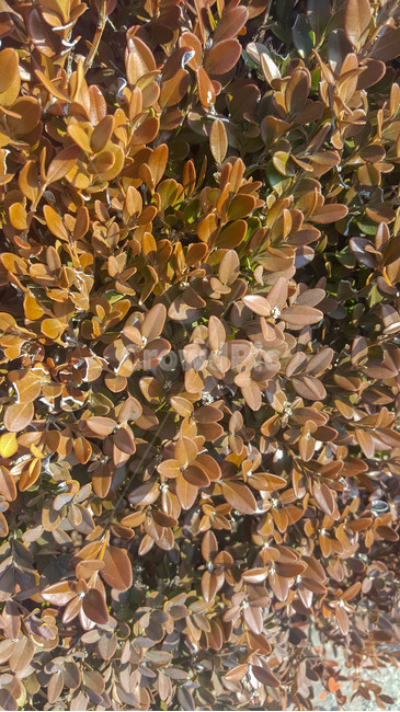 나무,근접,겨울,화단,식물,식물,자연,plants,nature