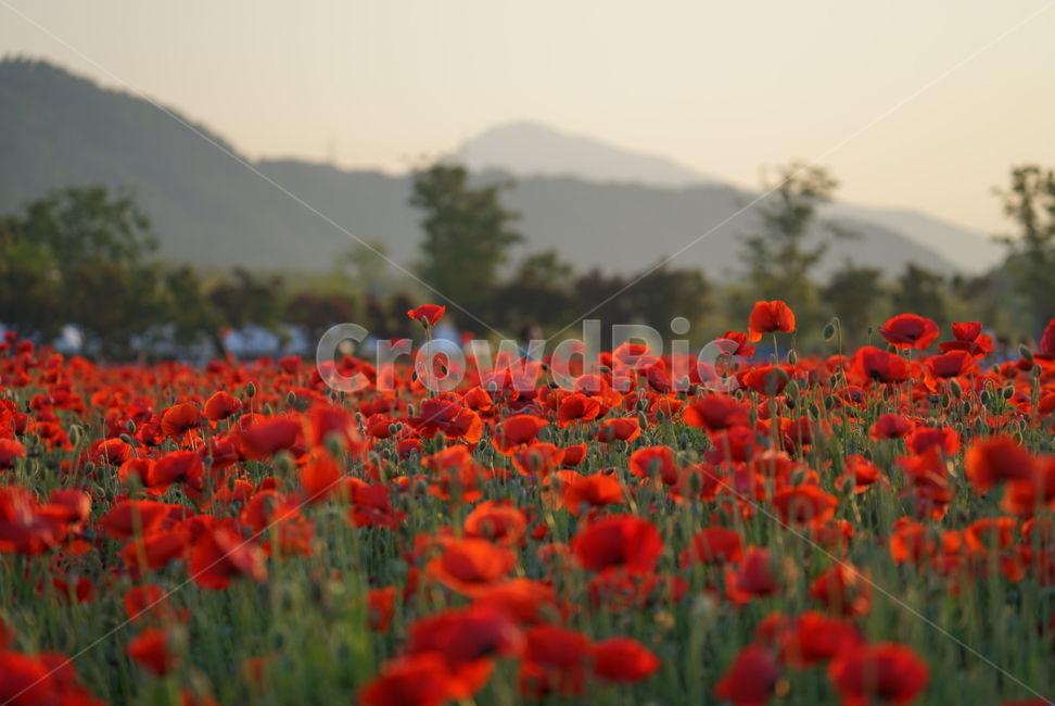 울산,태화강,봄꽃,양귀비,봄꽃향기