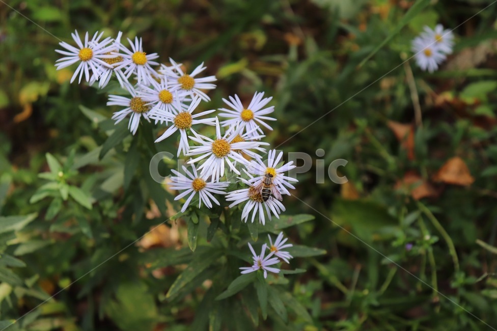 꽃,하얀꽃,fall,꿀벌,데이지,가을,가을향기,가을감성,flower,whiteflower,bee,honey,벌,식물,자연,plants,nature,꽃,flower