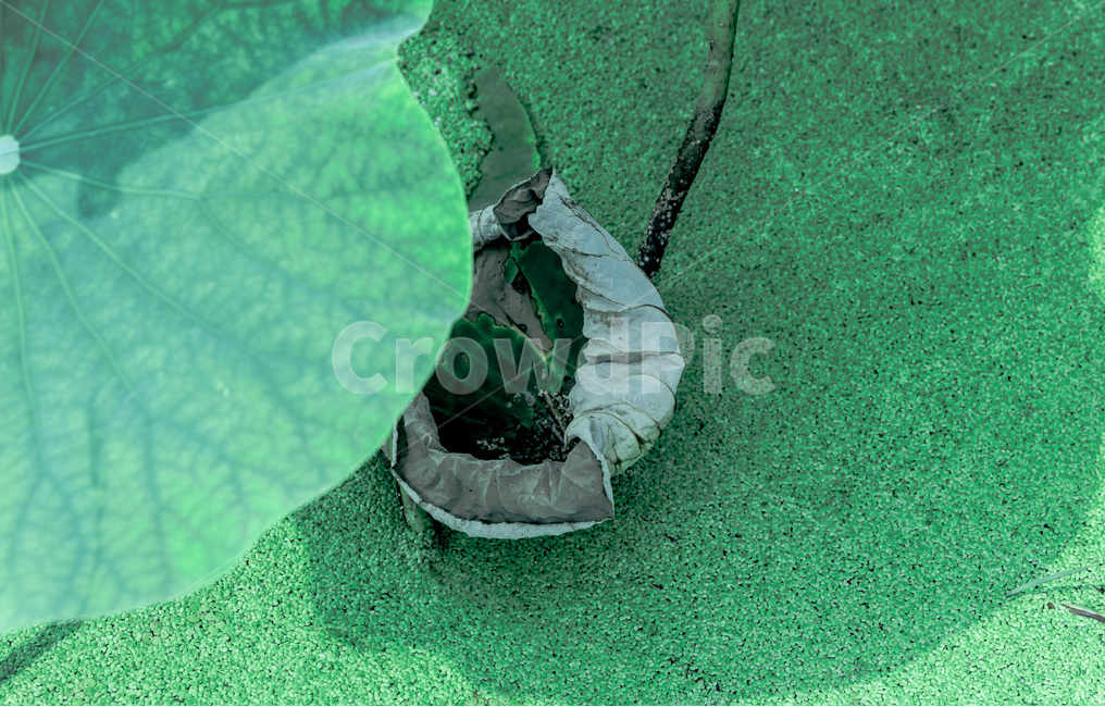 그림자,연잎,패턴,문양,무늬,습지,식물,자연,plants,nature