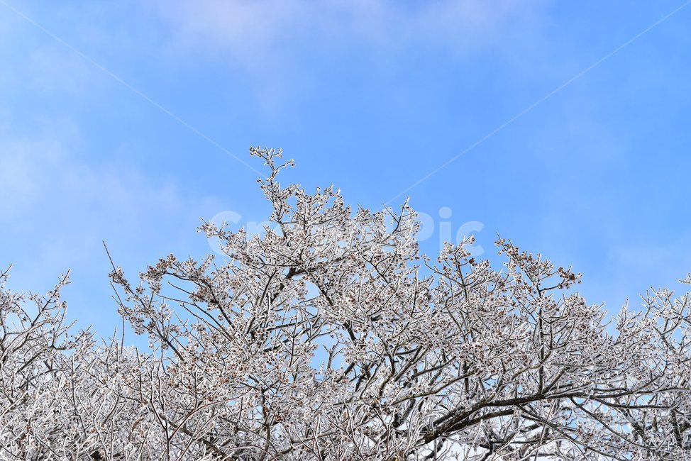 소백산,눈꽃풍경,상고대,겨울풍경,국립공원,겨울동화,힐링,감성,아름다움,뷰티풀,설국,눈풍경,파란하늘,100대명산,겨울명산,설경,서리꽃,snow,landscape,눈,화이트,자연,신비로운,경이로운,천상,비경,치유,산,명산,자연풍경,늦가을,영주,단양,풍기,희방사,삼가리,비로봉,연화봉,겨울,계절,winter,season,식물,자연,plants,nature,나무,trees,wood