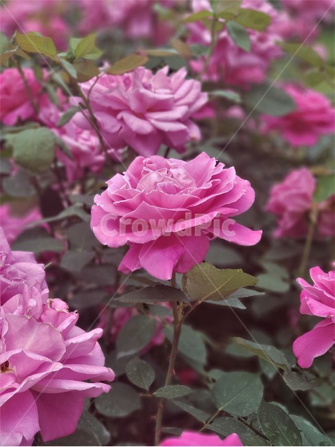 꽃,장미,정원,화원,식물,자연,flower,rose,garden,plant,nature,식물,자연,plants,nature,꽃,flower