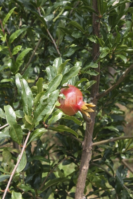 자연,석류,시골,풍경,배경,식물,자연,plants,nature,과일,열매,fruit