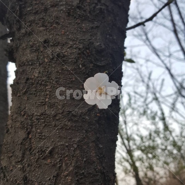 벚꽃,한송이,봄,하나,벚꽃나무,봄,계절,spring,season,tree,나무,plant,식물,tree trunk,나무 줄기