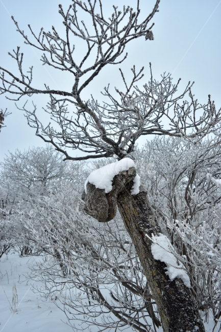 태백산,설경,상고대,눈꽃,풍경,겨울,겨울왕국,서리꽃,눈,천제단,자연,스포츠,등산,산행,nature,snow,설국,겨울풍경,느낌,아름다운,신비로운,경이로운,다큐,필,디자인,힐링,명산,국립공원,순백,landscape,winter,season,영산,태백산국립공원,눈꽃나무,겨울,계절,winter,season,식물,자연,plants,nature,나무,trees,wood
